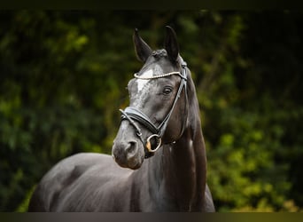 Rheinländer, Wallach, 4 Jahre, 164 cm, Rappe