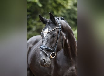 Rheinländer, Wallach, 4 Jahre, 164 cm, Rappe