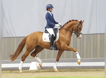 Rhinelander-häst, Valack, 4 år, 165 cm, fux