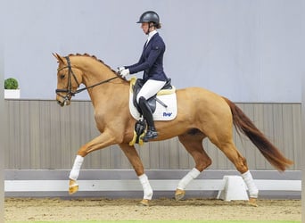 Rhinelander-häst, Valack, 4 år, 169 cm, fux