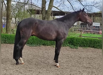 Rhinelander-häst, Valack, 4 år, 178 cm, Brun