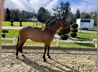 Rhinelander-häst, Valack, 5 år, 166 cm, Brun