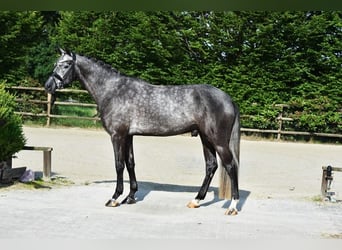 Rhinelander-häst, Valack, 5 år, 172 cm, Grå-mörk-brun