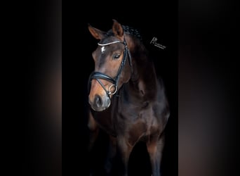 Rhinelander-häst, Valack, 5 år, 172 cm, Mörkbrun