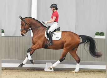 Rhinelander-häst, Valack, 5 år, 173 cm, Brun
