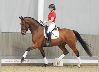 Rhinelander-häst, Valack, 5 år, 173 cm, Brun