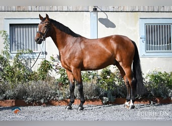 Rhinelander-häst, Valack, 5 år, Brun