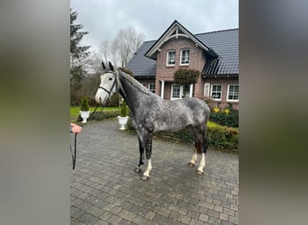 Rhinelander-häst, Valack, 5 år, Gråskimmel