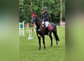 Rhinelander-häst, Valack, 6 år, 165 cm, Svart