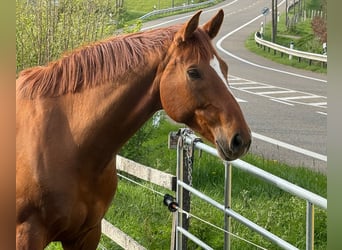 Rhinelander-häst, Valack, 8 år, 172 cm, fux