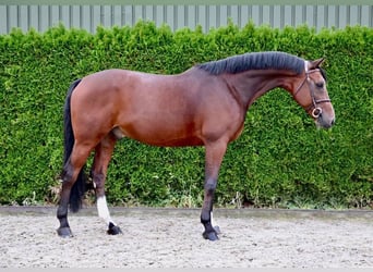 Rhinelander-häst, Valack, 9 år, 167 cm, Brun