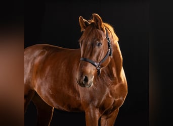 Rhinelander-häst, Valack, 9 år, fux
