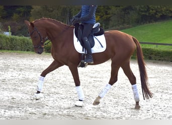 Rhinelander, Mare, 10 years, 15.2 hh, Chestnut-Red