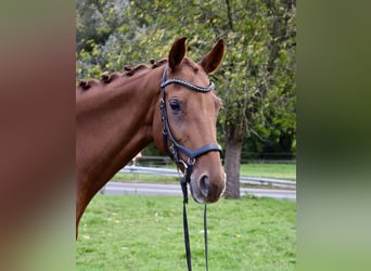 Rhinelander, Mare, 10 years, 15,2 hh, Chestnut-Red