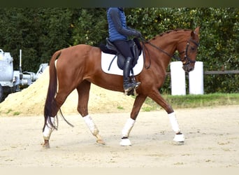 Rhinelander, Mare, 10 years, 15,2 hh, Chestnut-Red