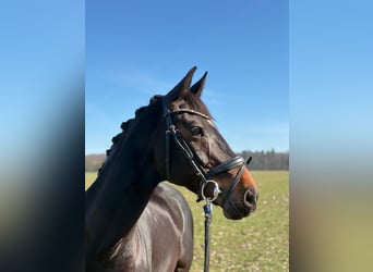 Rhinelander, Mare, 10 years, 16.1 hh, Bay-Dark