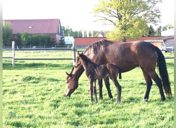 Rhinelander, Mare, 10 years, 16,1 hh, Brown