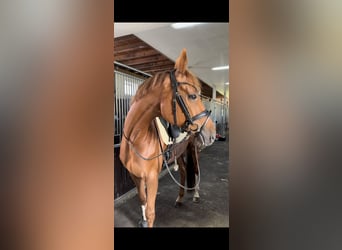 Rhinelander, Mare, 10 years, 16,1 hh, Chestnut-Red