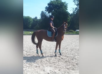 Rhinelander, Mare, 10 years, 16,1 hh, Chestnut-Red