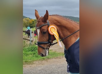 Rhinelander, Mare, 10 years, 16,1 hh, Chestnut-Red