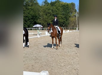 Rhinelander, Mare, 10 years, 16,1 hh, Chestnut-Red