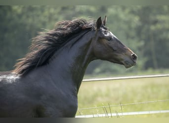 Rhinelander, Mare, 10 years, 16,2 hh, Black