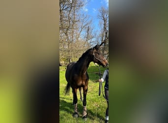 Rhinelander, Mare, 10 years, 16 hh, Brown