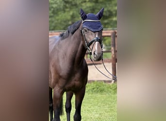 Rhinelander, Mare, 10 years, 16 hh, Brown