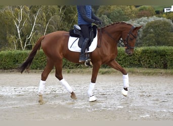 Rhinelander, Mare, 10 years, 16 hh, Chestnut-Red