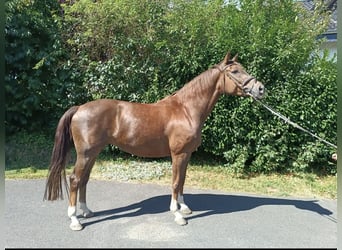 Rheinländer, Stute, 10 Jahre, 16 hh, Fuchs