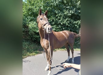 Rheinländer, Stute, 10 Jahre, 16 hh, Fuchs