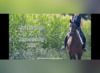 Rhinelander, Mare, 10 years, 16,1 hh, Bay-Dark