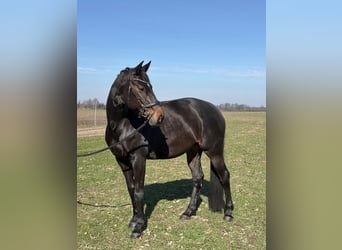 Rhinelander, Mare, 10 years, 16,1 hh, Bay-Dark