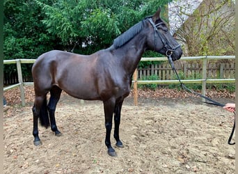 Rhinelander, Mare, 10 years, 16,1 hh, Black