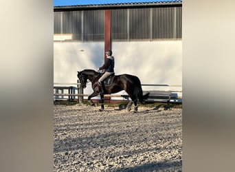Rhinelander, Mare, 10 years, 16,1 hh, Black