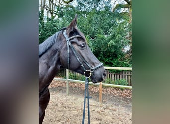 Rhinelander, Mare, 10 years, 16,1 hh, Black