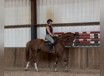 Rhinelander, Mare, 10 years, 16,1 hh, Chestnut-Red