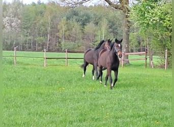 Rhinelander, Mare, 10 years, 17,1 hh, Bay-Dark