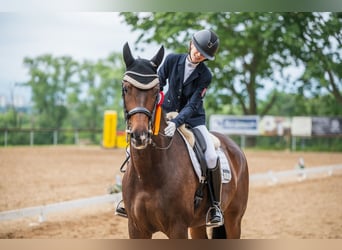 Rhinelander, Mare, 10 years, 17.1 hh, Brown