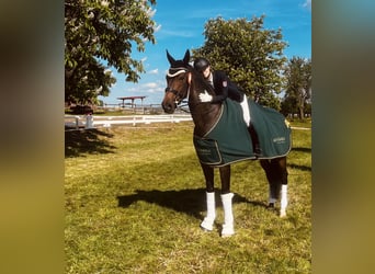 Rhinelander, Mare, 10 years, 17.1 hh, Brown