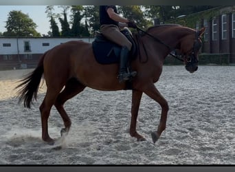 Rhinelander, Mare, 10 years, 17 hh, Chestnut-Red