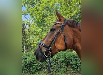 Rhinelander, Mare, 10 years, 17 hh, Chestnut-Red