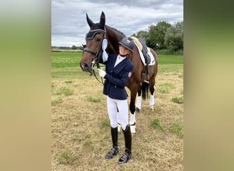 Rhinelander, Mare, 10 years, 17,1 hh, Brown