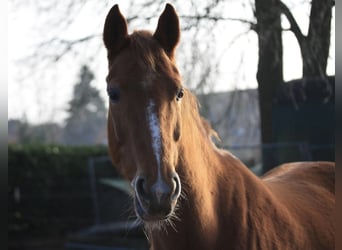 Rhinelander, Mare, 11 years, 15,2 hh, Chestnut-Red