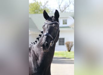 Rhinelander, Mare, 11 years, 16.1 hh, Black