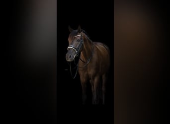 Rhinelander, Mare, 11 years, 16.1 hh, Black