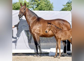 Rhinelander, Mare, 11 years, 16.1 hh, Brown