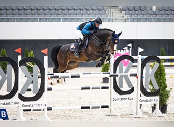 Rhinelander, Mare, 11 years, 16.1 hh, Brown