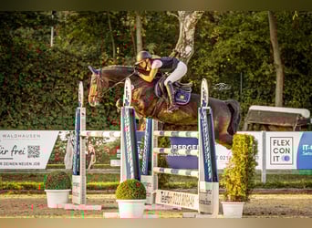 Rhinelander, Mare, 11 years, 16.1 hh, Brown