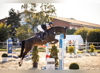 Rhinelander, Mare, 11 years, 16.1 hh, Brown